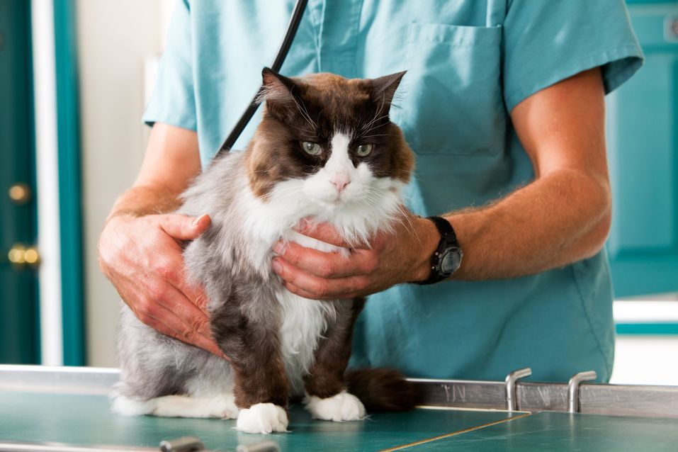 A cat having a check-up at a pet clinic
